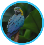 Nyctalopia<br class='hidden-xs hidden-sm'/> (Night Blindness)