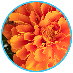 Lutein