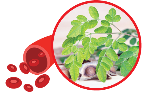 Moringa